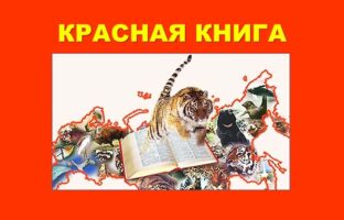 Из Красной книги России